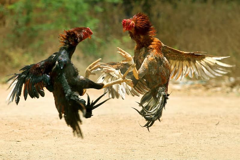 các thế đá gà độc đòn